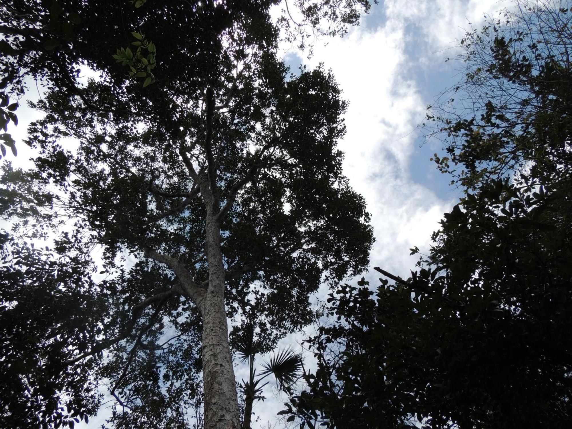 Maya - Glamping - Natural Reserve * Cozumel