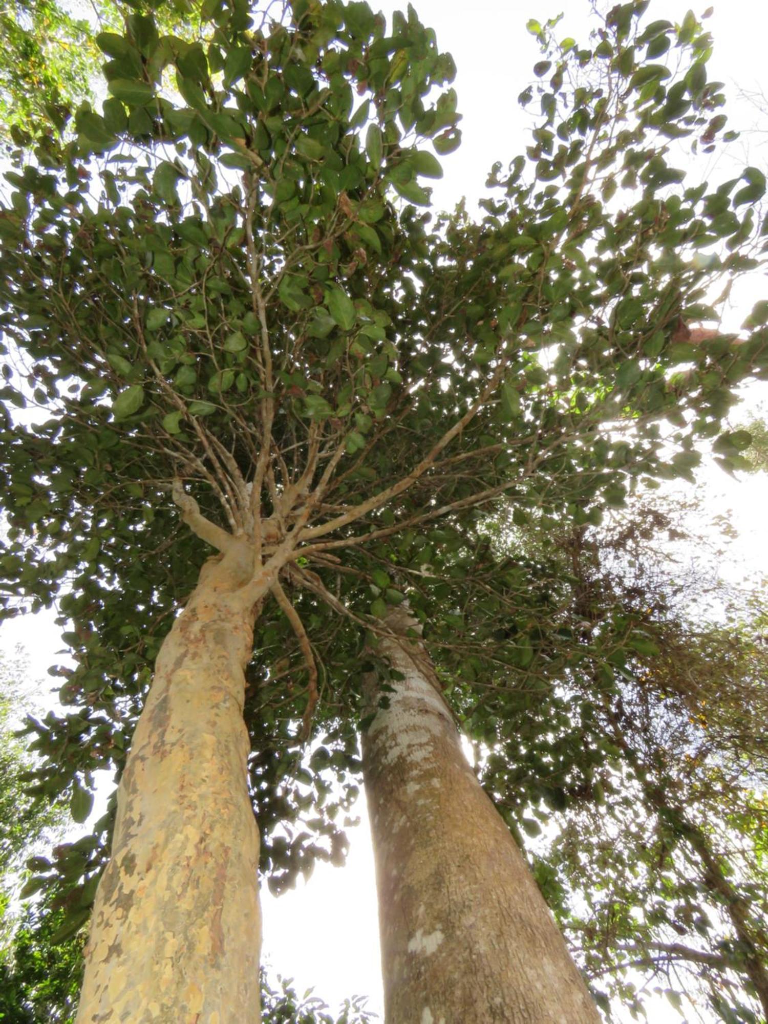 Maya - Glamping - Natural Reserve *